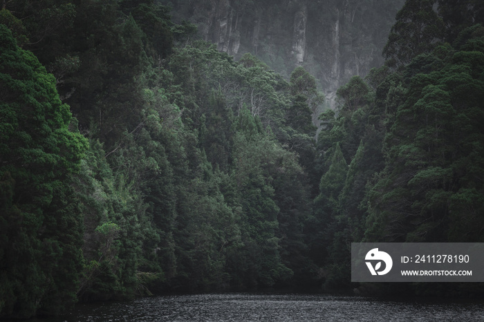 Forest and Lake Landscape