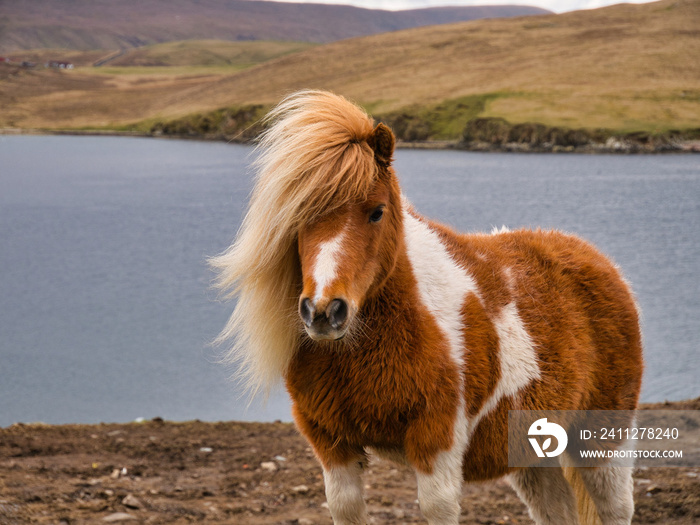 A brown and white Shetland pony on open coastal  moorland in Shetland, UK