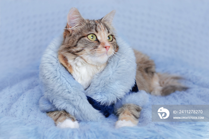 Clothes for pets. Сat in a beautiful fur coat lies and rests on a blanket. Clothing for animals and pets. Cat looks to the camera. Beautiful Kitten. Kitten with big green eyes. Pet. Without people.