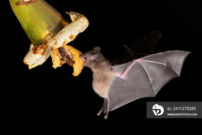 Lonchophylla robusta, Orange nectar bat The bat is hovering and drinking the nectar from the beautiful flower in the rain forest, night picture, Costa Rica