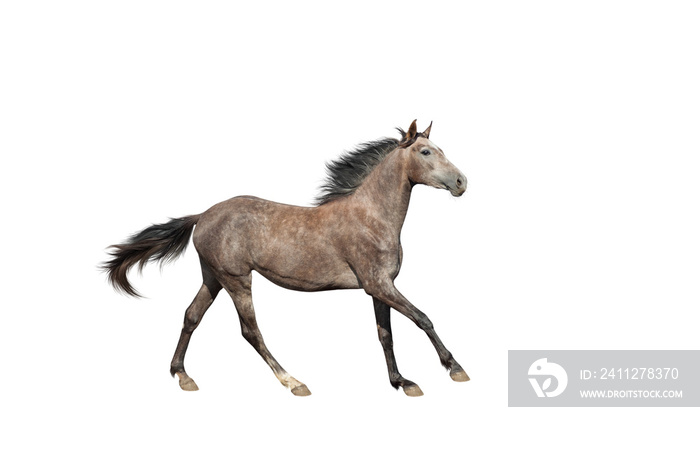 A beautiful brown-gray horse galloping unusual suit. Isolated as png