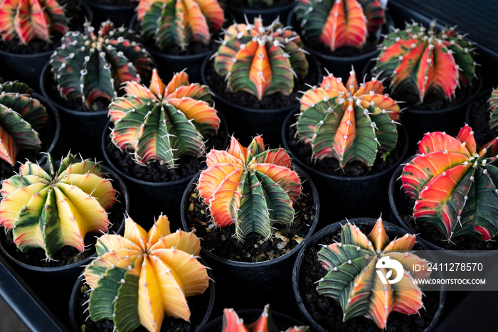 Gymnocalycium cactus. Colorful succulent plants with round shapes and sharp thorns in the nursery plants. The Ornamental plant for decorating in the garden or room decor.