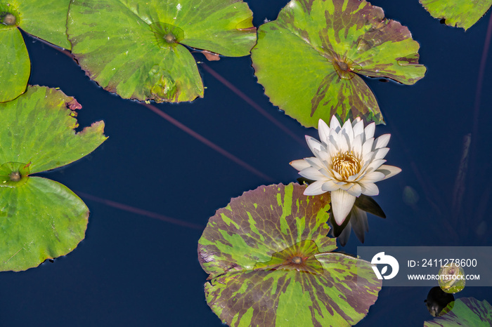 Beautiful white lily with lily pads on a pond. Symbol of peacefulness and love.