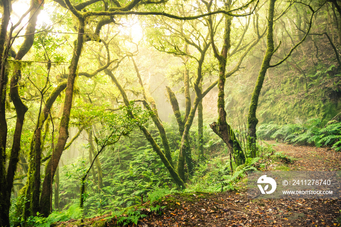 Green landscape of El Bosque Encantado in Anaga, Tenerife island