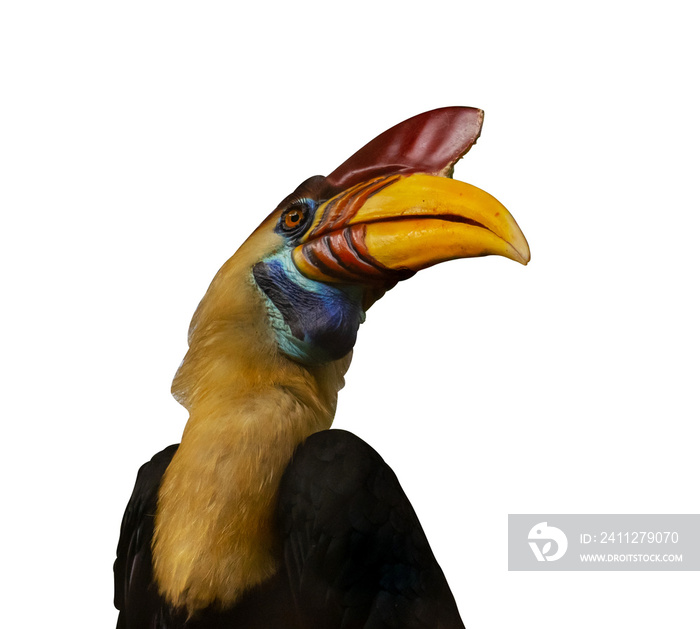 head of toucan isolated