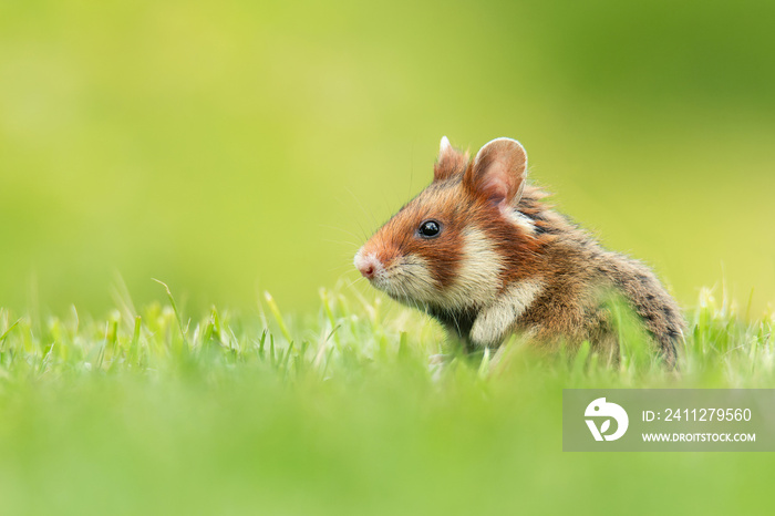 European hamster (Cricetus cricetus), with a beautiful green coloured background. An amazing endangered mammal with brown hair sitting in the grass in the cemetery. Wildlife scene from nature, Austria