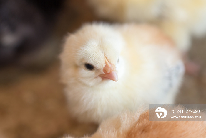 Newborn chickens