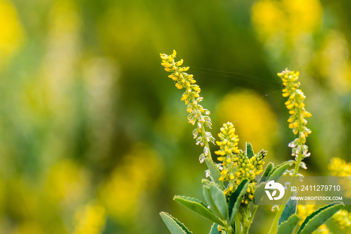 Close up of Annual yellow sweetclover (Melilotus indicus) growing on a meadow in south San Francisco bay area, California; this is native to northern Africa, Europe and Asia, and naturalized elsewhere