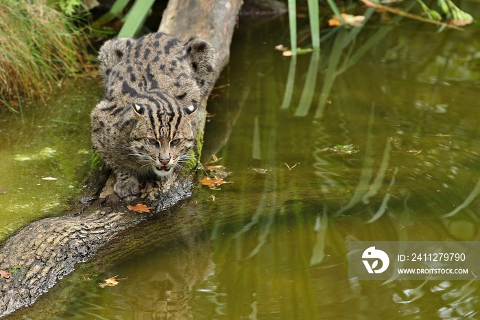 Beautiful and elusive fishing cat in the nature habitat near water. Endangered species of cats living in captivity. Kind of small cats. Prionailurus viverrinus.