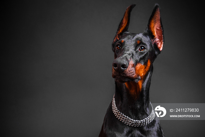 beautiful Doberman breed dog on a dark background