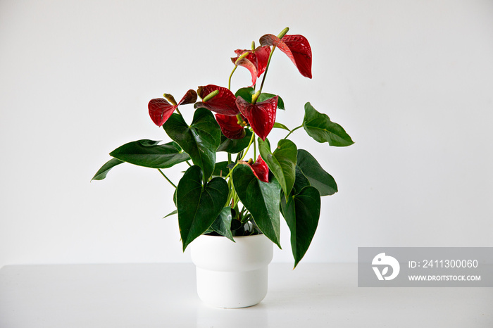 Red anthurium plant on white background