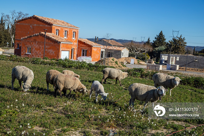 Moutons et lotissement.