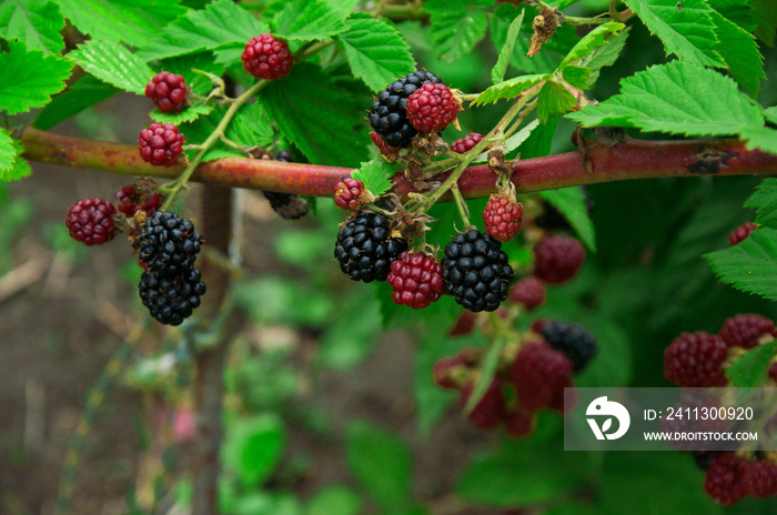 ripe blackberries in the garden. dark sweet berries in the forest. the concept of growing blackberries. raspberry cumberland on a plantation