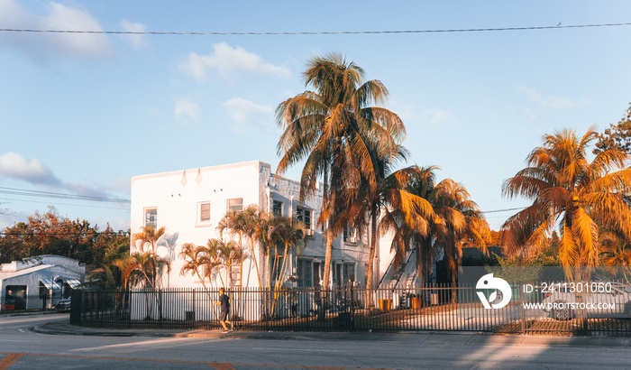 building palms tropical view miami florida street road house tourism trees sky cloud