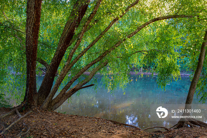 River birch (Betula nigra) arching over the Rivanna River in Riverview Park, Charlottesville, Virginia