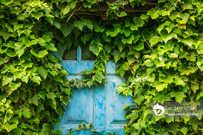 Old blue door covered with plants - background or texture