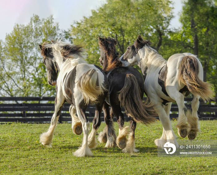 Three yearling Gypsy Vanner Horse colts run and play together