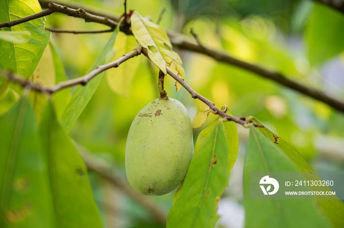 Asimina fruit growing on a tree