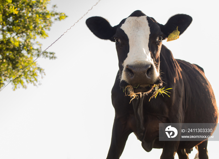 Cow looking at the camera while grazing. Morning pasture.