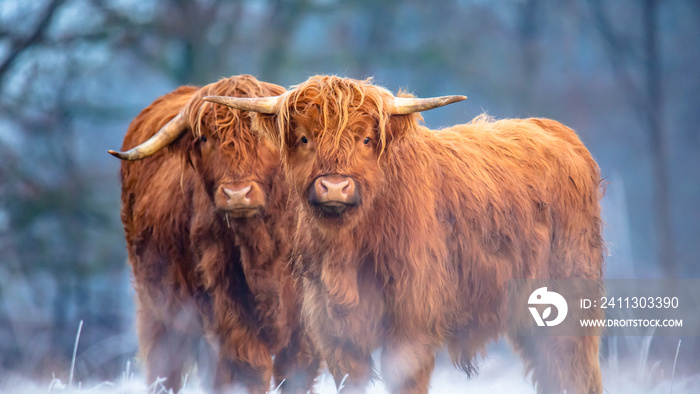 Highland Cattle