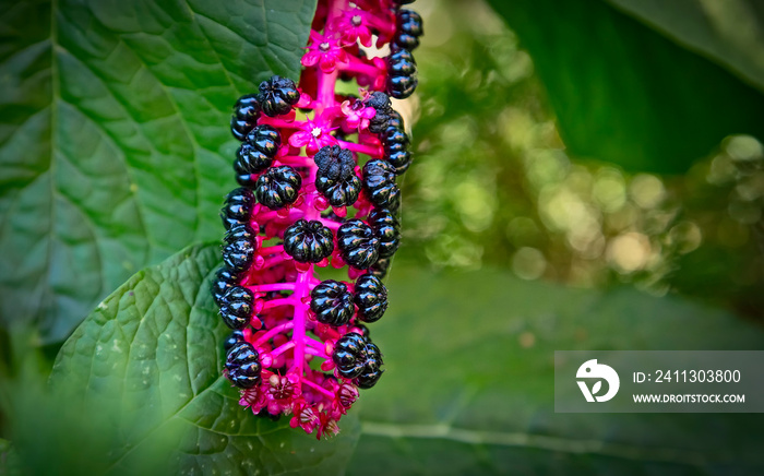 Close-up of Raceme ?? phytolacca acinosa purple black berries also known as pokeweeds, pokebush, pokeberry, pokeroot or poke sallet.