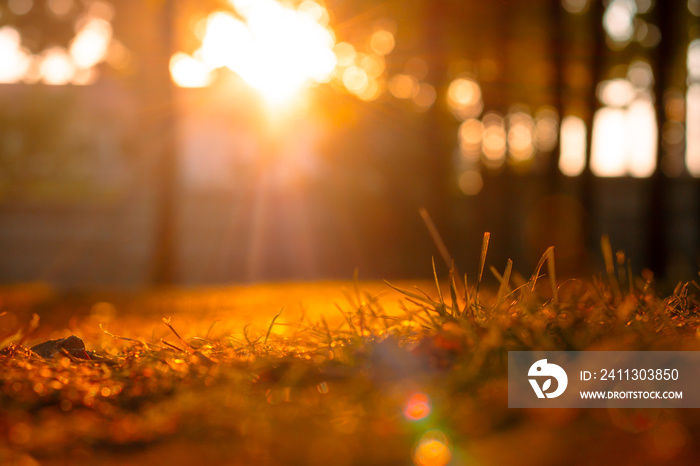 Defocused grasses or lawns at sunset. Nature background photo.