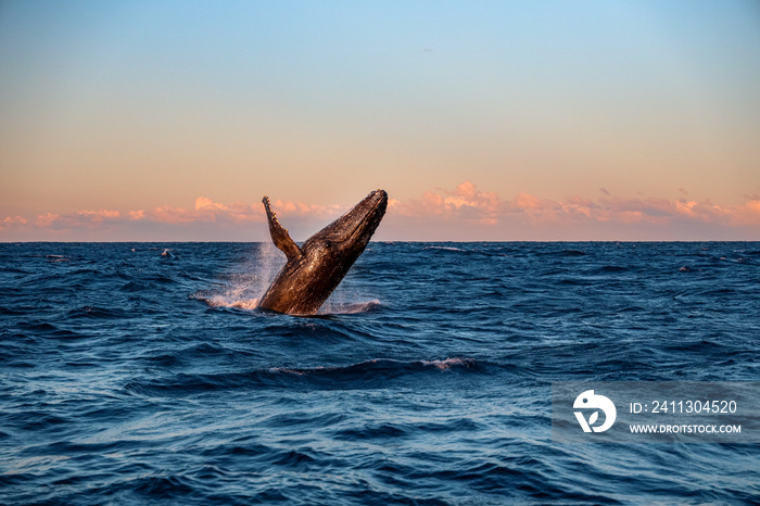 Humpback Whale Breach