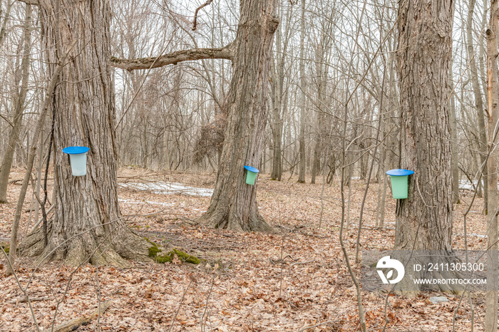 Maple water sap collection for maple syrup