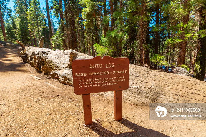 Auto log pathway in Sequoia National Park, United States of America. Auto Log on Moro Rock-Crescent Meadow Road. Pathway cut into the top of a fallen sequoia, for the cars to drive atop.