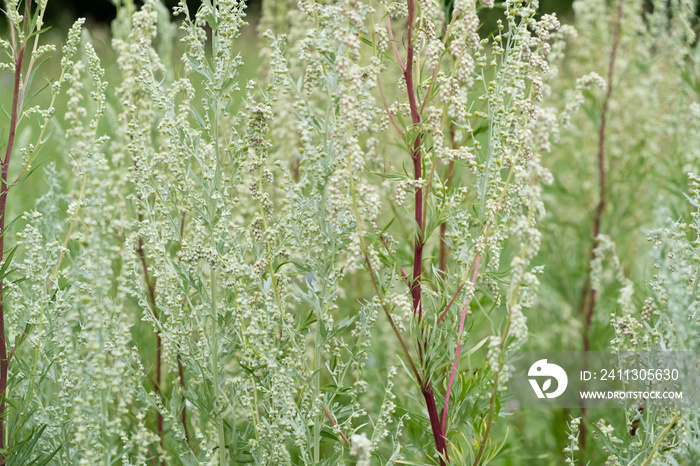 Wormwood Artemisia absinthium perennial herb of silvery color, with a strong aromatic odor and bitter wormwood famous