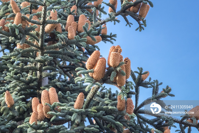 Beautiful glaucous foliage and large cones of Nobilis fir (Abies procera)