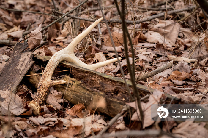 light colored antler shed on dead log. Shed antler from Whitetail buck.