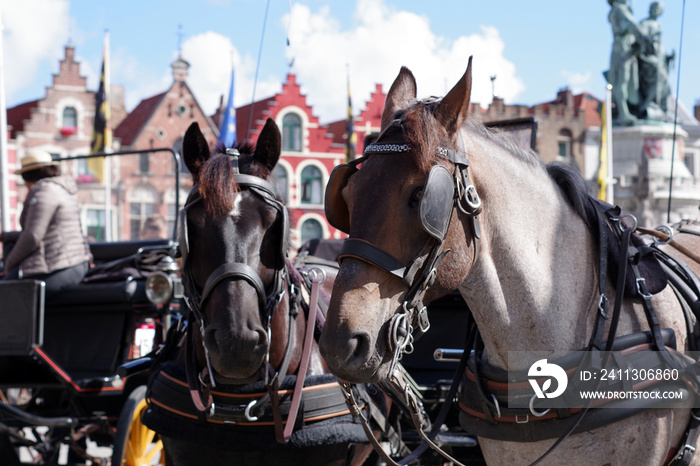 Chevaux de traits des calèches de Bruges