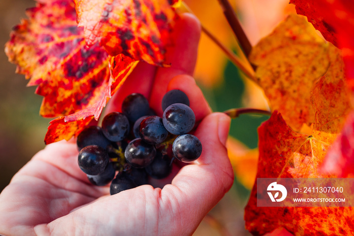 une main tenant une grappe de raisins. Une main vendangeant. Vendanges du raisin