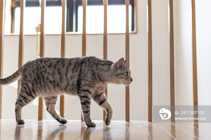 歩く猫　サバトラ猫