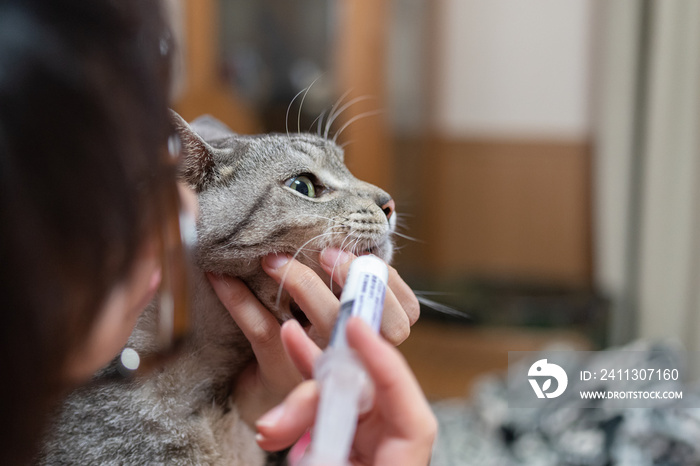 猫に薬を飲ませる　サバトラ猫