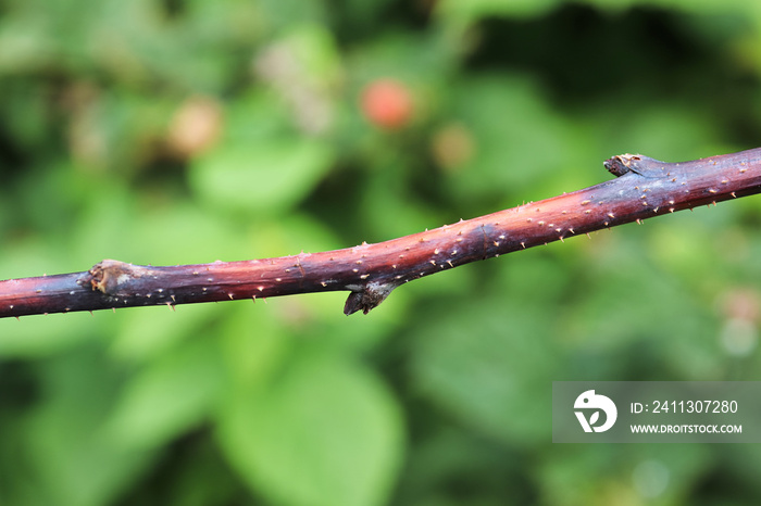 Closeup of a raspberry inflected with cane blight