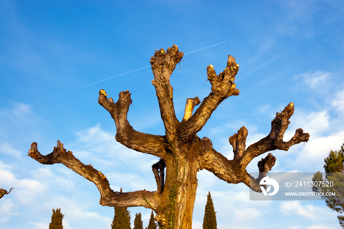 Pruned Tree on a Blue Sky with Clouds