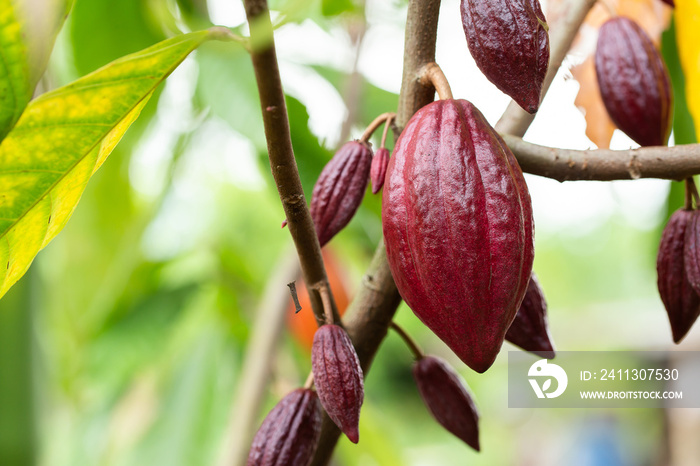 Cacao Tree (Theobroma cacao). Organic cocoa fruit pods in nature.