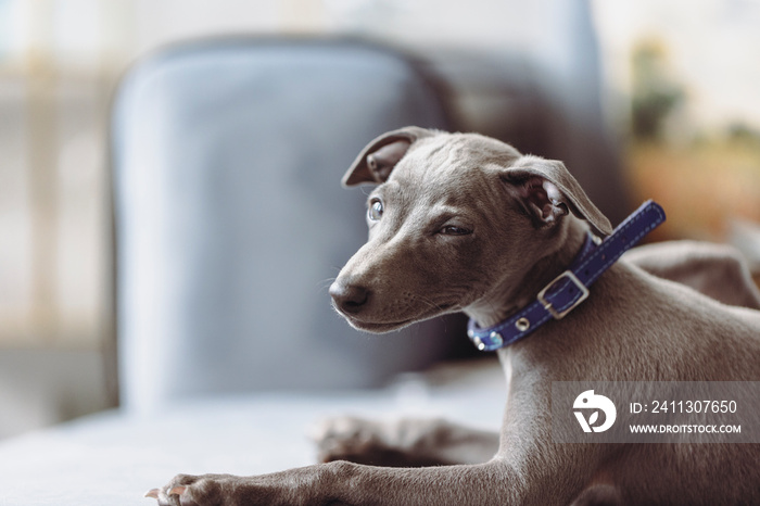 A gray Italian Greyhound with a blue collar posing with a smirk