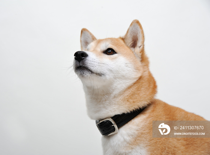 shiba inu Hund vor weißen Hintergrund