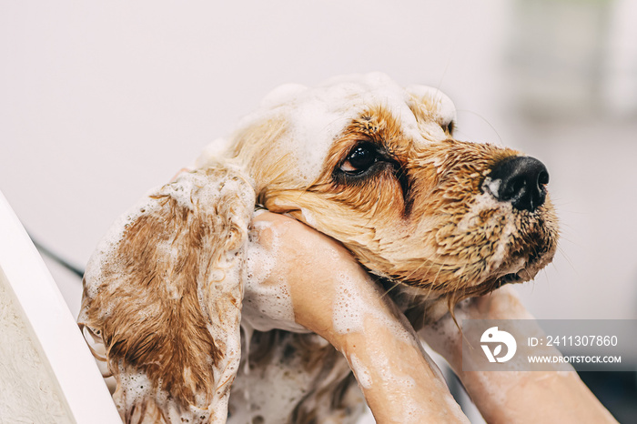 The groomer washes the dog in the bathroom.