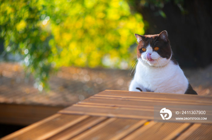 hungry british shorthair  cat with mouth open licking lips while on wooden home terrace