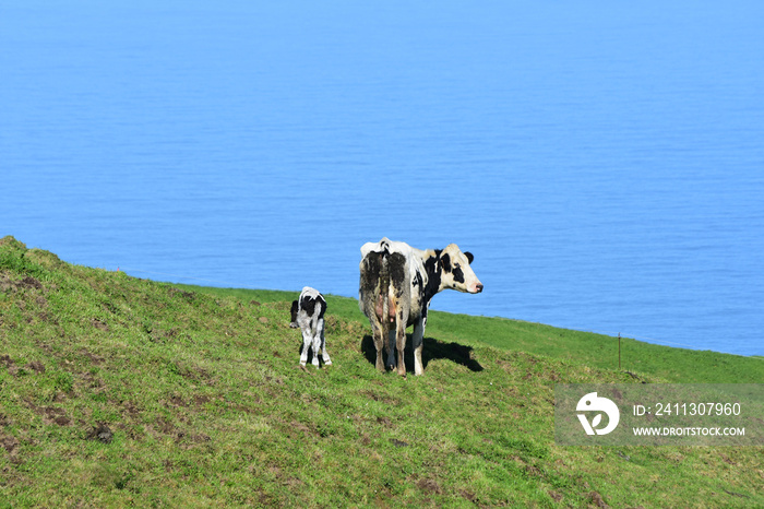 Looking at the Backside of a Calf and Cow