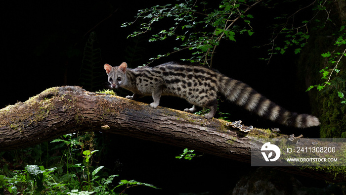 Genet with flash light