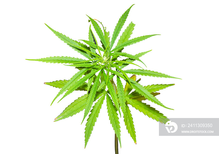 marijuana leaf isolated on white