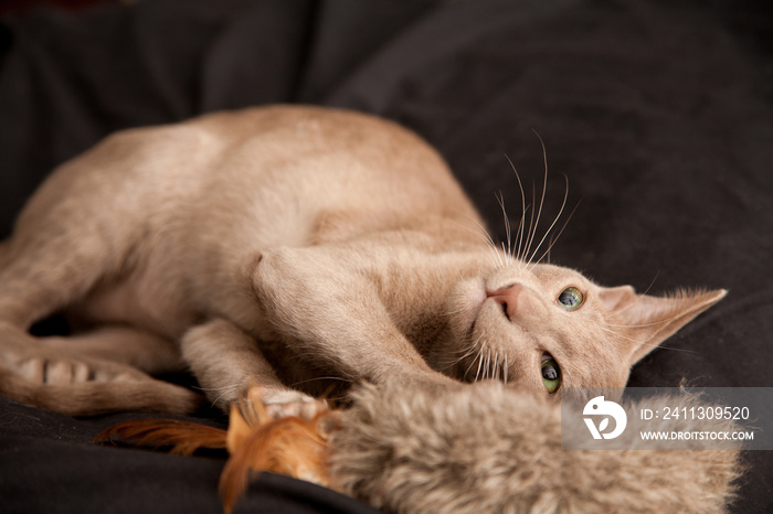 Lilac Oriental Shorthair kitten playing