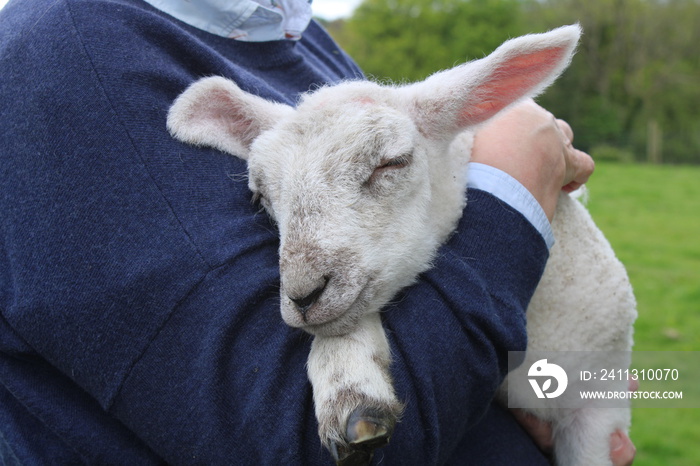 Lamb asleep in a farmers arms