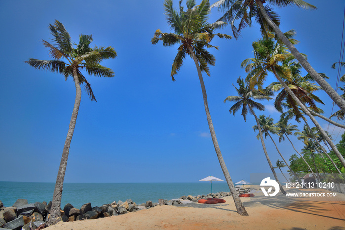 Coconut trees lined up on the white sands of marari sea beach.