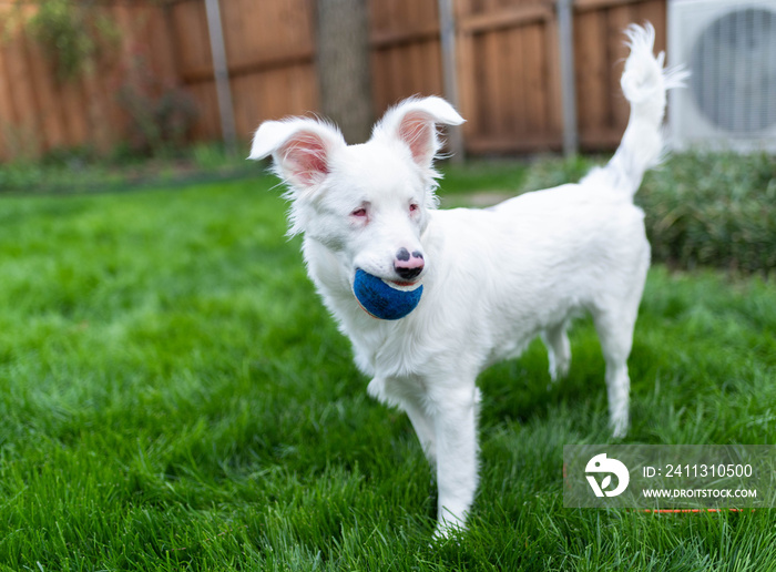 White Blind and Deaf Dog holding tennis ball